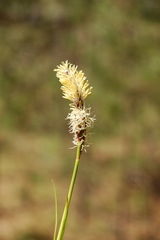 Carex pediformis macroura