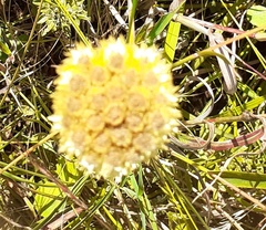 Helichrysum auriceps