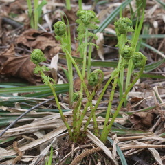 Athyrium filix-femina