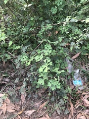 Rubus reflexus