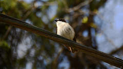 Ficedula hypoleuca