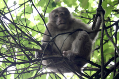 Macaca thibetana
