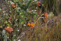 Liparia splendens splendens