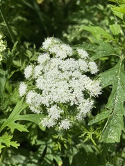 Cnidium monnieri