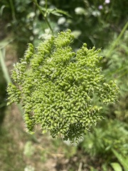 Cnidium monnieri