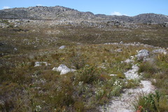 Liparia splendens splendens