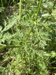 Cnidium monnieri