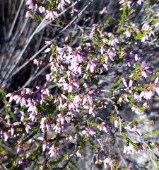 Erica dispar