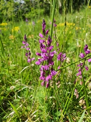 Polygala pedemontana