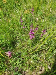 Polygala pedemontana