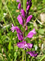 Polygala pedemontana