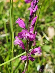 Polygala pedemontana