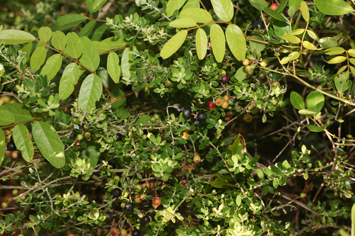 Vaccinium myrsinites image
