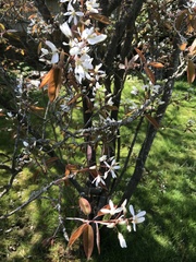 Amelanchier × lamarckii