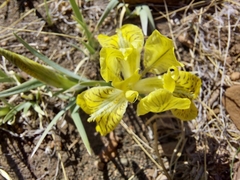 Iris potaninii