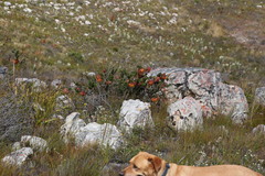 Liparia splendens splendens