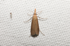 Donacaula roscidellus