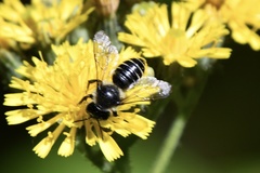 Megachile inermis