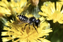 Megachile inermis