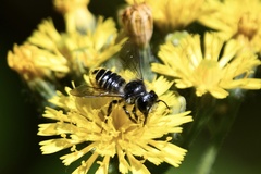 Megachile inermis