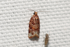 Argyrotaenia tabulana