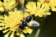 Megachile inermis
