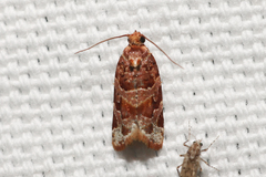 Argyrotaenia tabulana