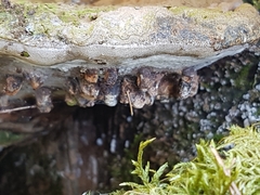 Agathomyia wankowiczii