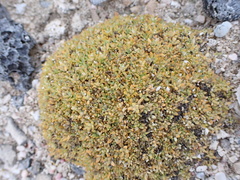 Lithophila muscoides
