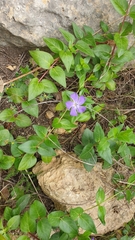 Vinca major