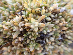 Lithophila muscoides