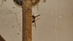 Delta dimidiatipenne