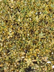 Lithophila muscoides