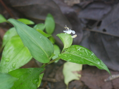 Commelina suffruticosa