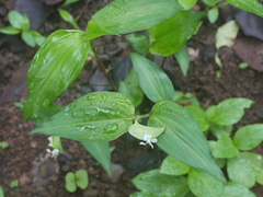 Commelina suffruticosa