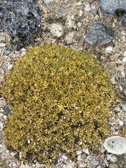 Lithophila muscoides