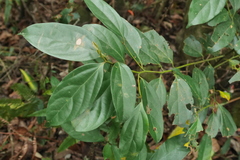 Cryptocarya chinensis