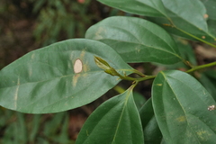 Cryptocarya chinensis
