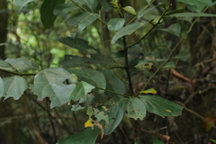 Cryptocarya chinensis