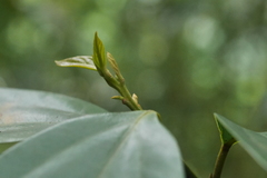 Cryptocarya chinensis