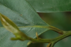 Cryptocarya chinensis