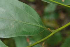 Cryptocarya chinensis