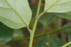 Cryptocarya chinensis