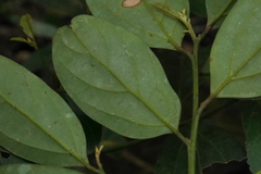 Cryptocarya chinensis