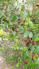 Rhamnus alaternus