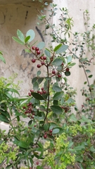 Rhamnus alaternus