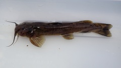 Amphilius uranoscopus