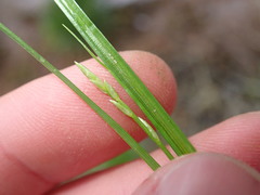 Carex remota