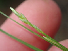 Carex remota
