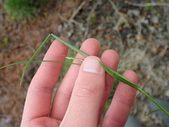 Carex remota